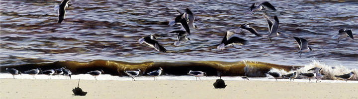 310 Hooded Gulls