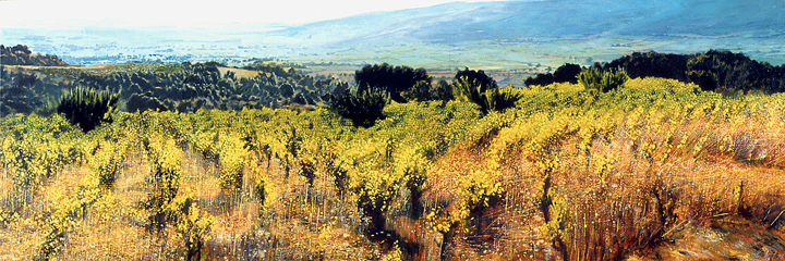 320 Vineyard Languedoc