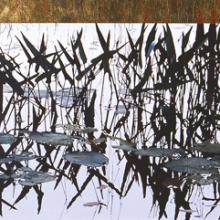 344 Gilded Pickerels