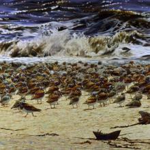 604 Spring Migration