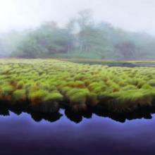 642 Hummocks and Mist