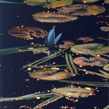 1013 Lily Pads and Dazzles