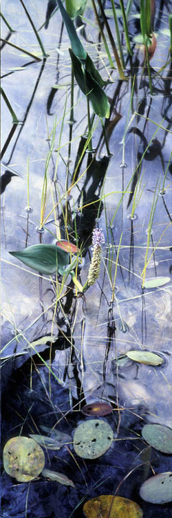 652 Watermusic, Arpeggio