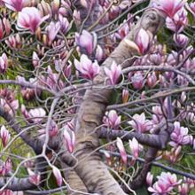 824 Magnolias & Pines #1