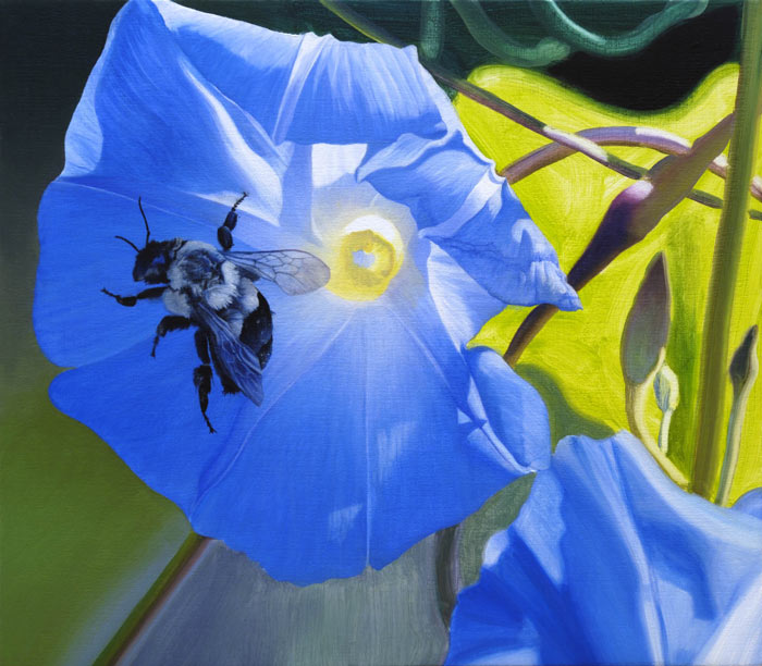 913 Bumblebee and Morning Glory