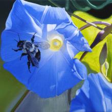 913 Bumblebee and Morning Glory