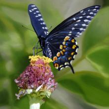 993 Black Swallowtail #1