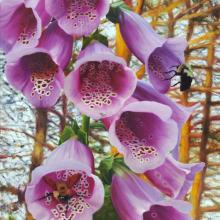 996 Pollinating the Foxglove