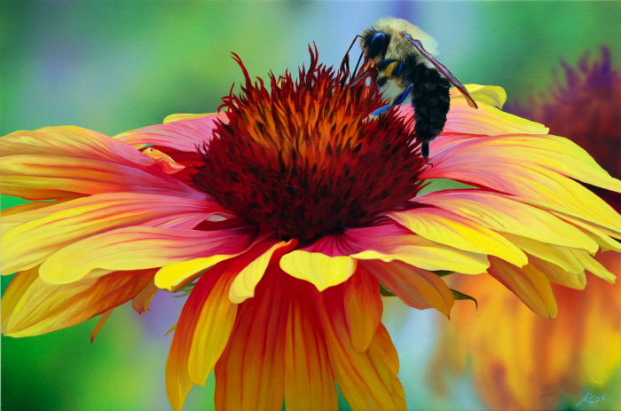 979 Honeybee and Gaillardia