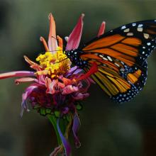 984 Monarch and Zinnia