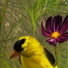 919 Goldfinch and Cosmos