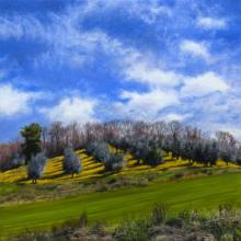 920 Olive Trees and Buttercups