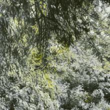 2126 Cherry Blossom Study