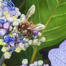 2406 HoneyBee & Lace Cap Hydrangea