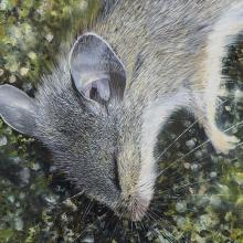 2423 Dead Field Mouse