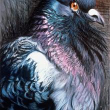090 Puffed-Up Pigeon