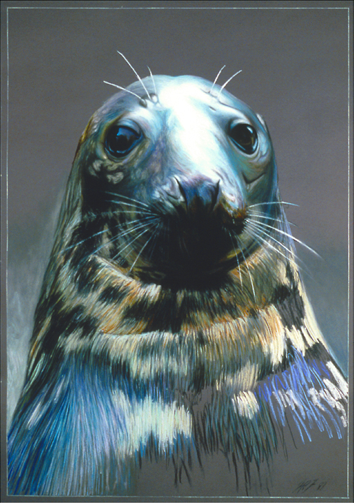 093 Grey Seal