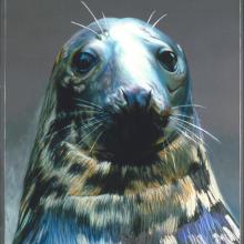 093 Grey Seal