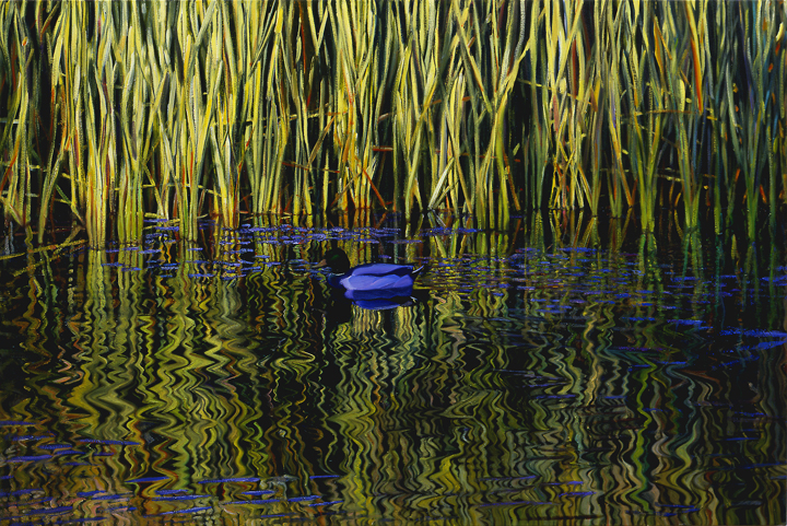 762 Mallard &amp; Reeds