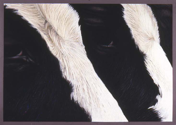 88 Two Cows Watching