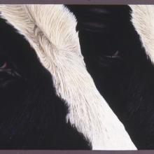 88 Two Cows Watching