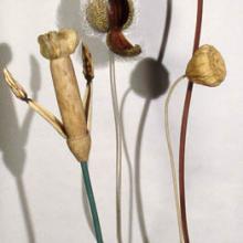 Meadow (unfinished work in progress)