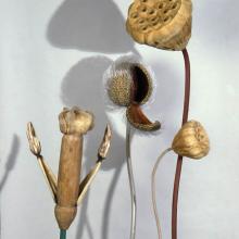 Meadow (unfinished work in progress)