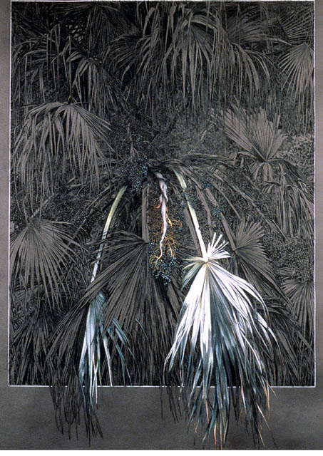 Bermuda Palm