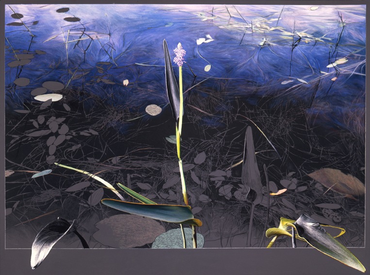 124 Curious Pickerels