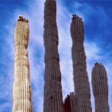 Saguaros