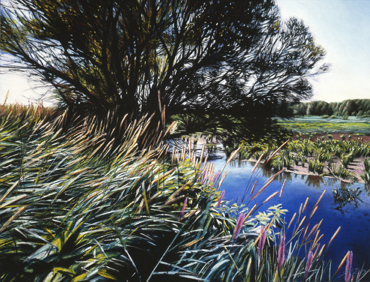 155 Summer Marsh (Troy Meadow)