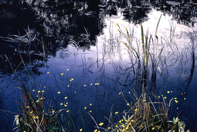 Watermusic With Buttercup Pizzicato