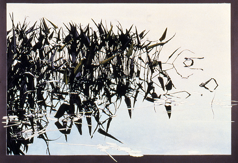 70 Massed Pickerelweeds