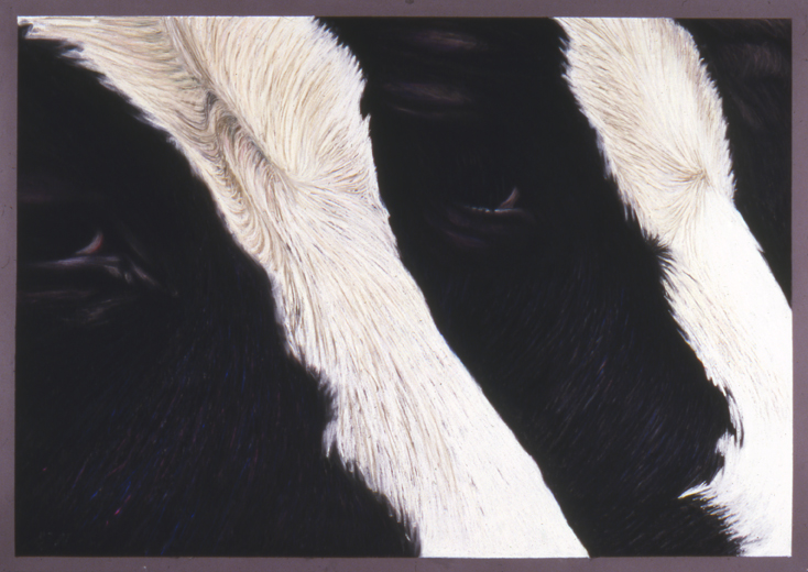 88 Two Cows Watching