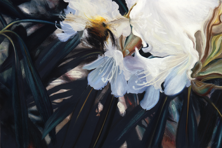 197 Reconnoitering the Rhododendron