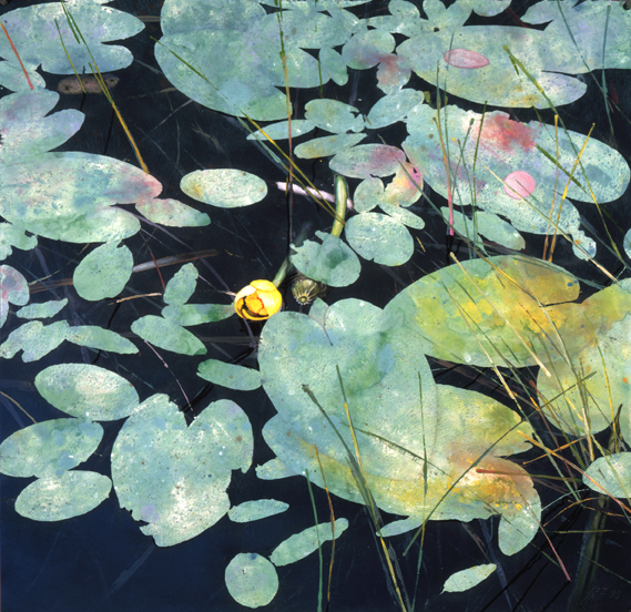 199 Lily Pad Pattern W Bull's Head Blossom