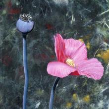 200 Pink Poppy & Pod