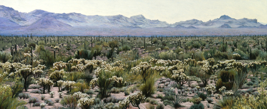 187 Sonoran Desert, Midday