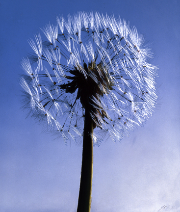 205 Dandelion