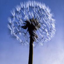 205 Dandelion