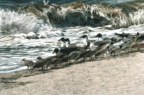 206 Beachcombers