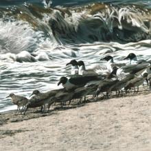 206 Beachcombers
