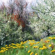 304 Apple Blossoms and Dandelions