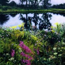582 Cottonwoods, Wildflowers, and Pond