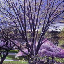 593 Springtime, Riverside Park